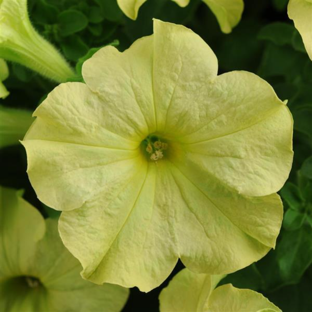 Petunia Sophistica Lime Green Flower Seeds – lime green blooms – myBageecha