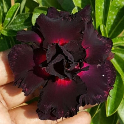 Purple Velvet Adenium Plant