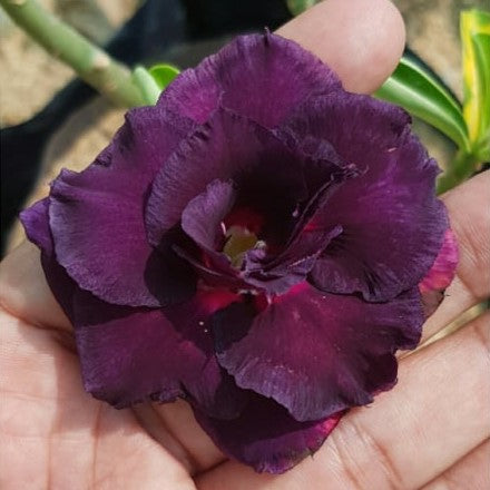 Purple Velvet Adenium Plant-myBageecha