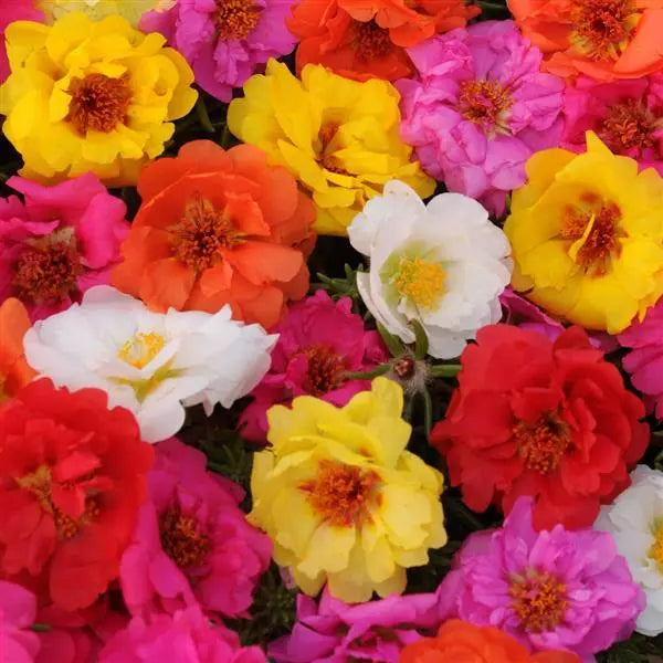 Portulaca Happy Tails Flower Seeds – trailing blooms – myBageecha