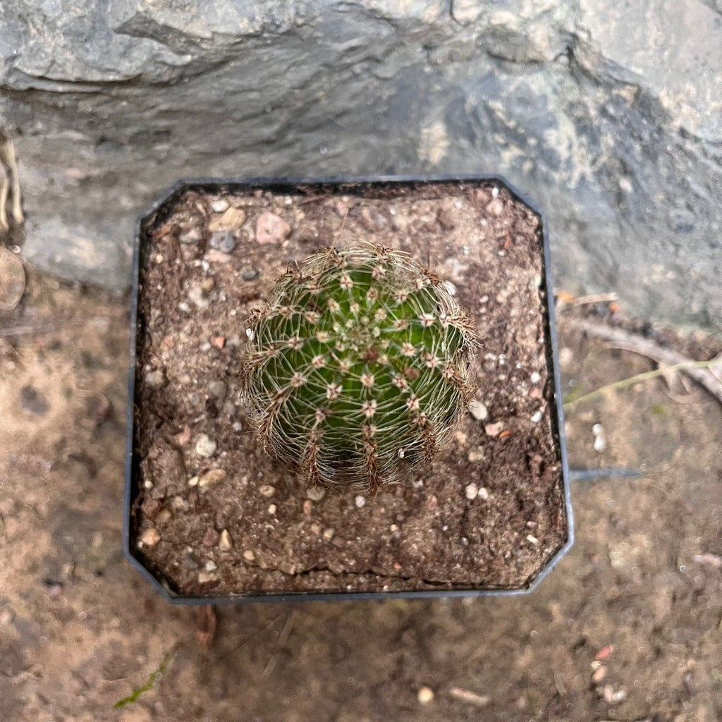 Pachycereus Pringlei Cactus Plant - myBageecha