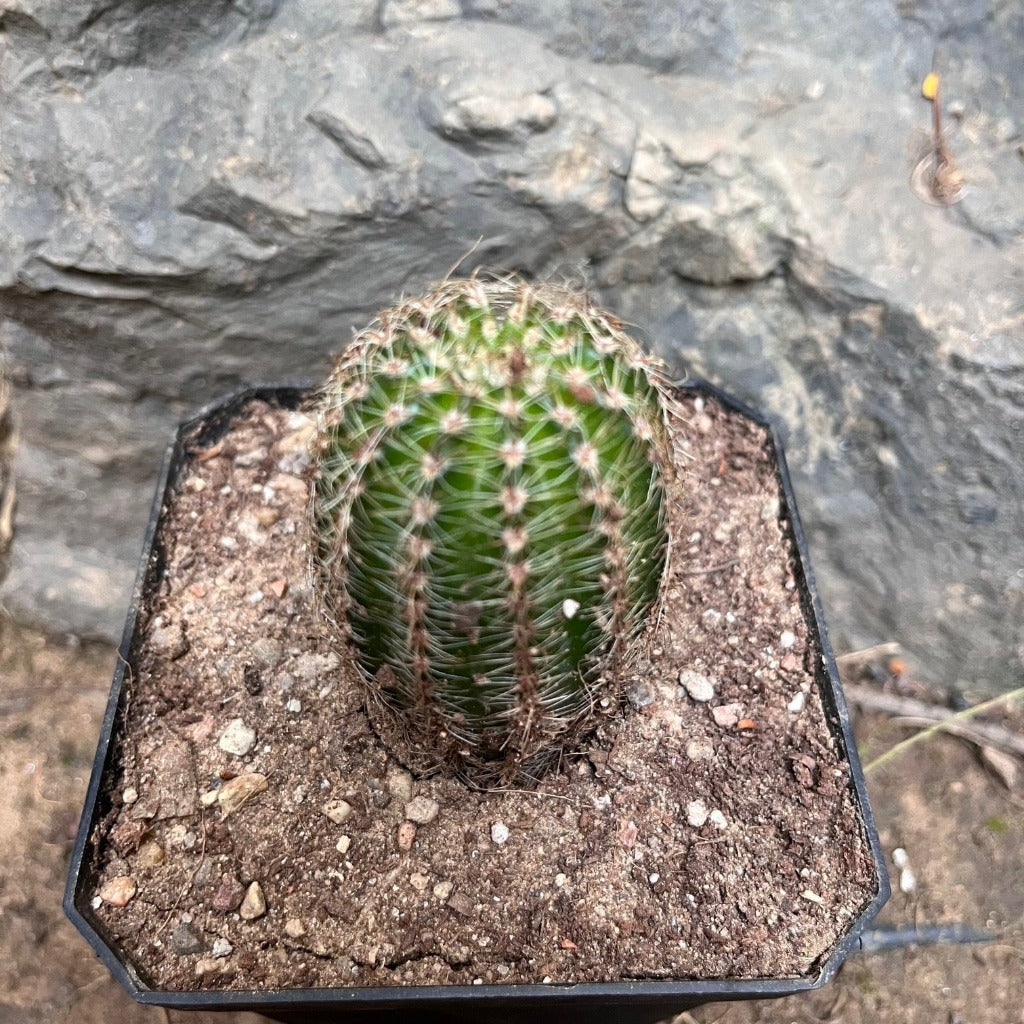 Pachycereus Pringlei Cactus Plant - myBageecha