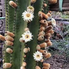 Pachycereus Pringlei Cactus Plant - myBageecha