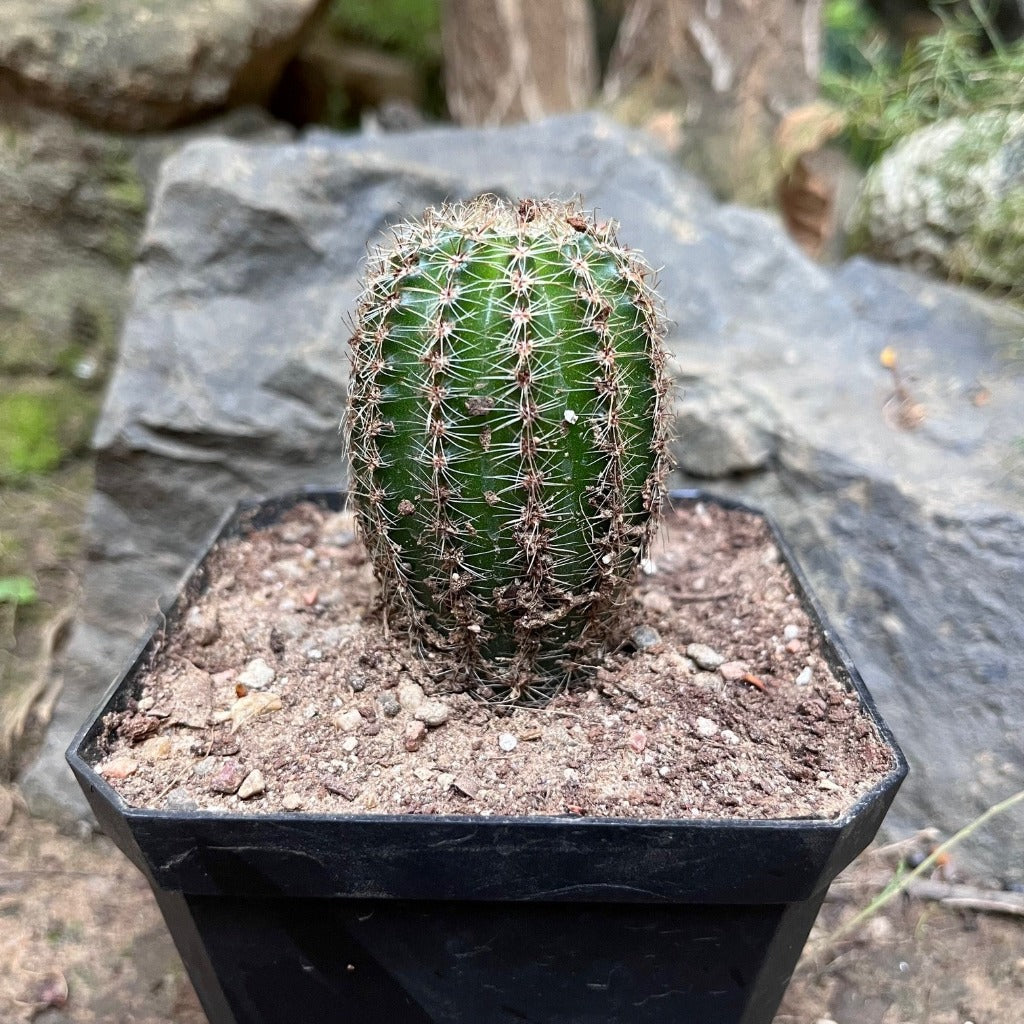 Pachycereus Pringlei Cactus Plant - myBageecha