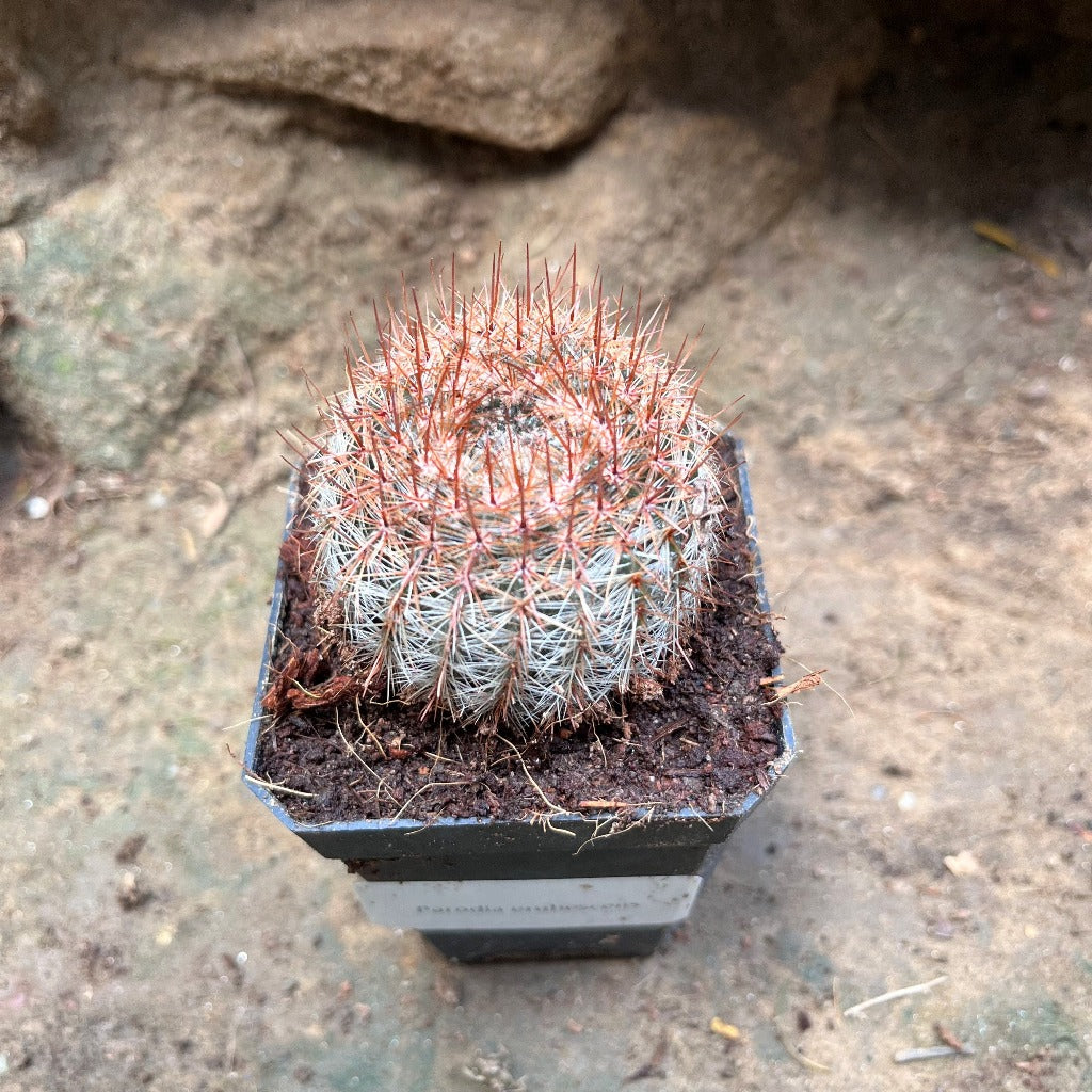 Notocactus Schlosseri Cactus Plant - myBageecha