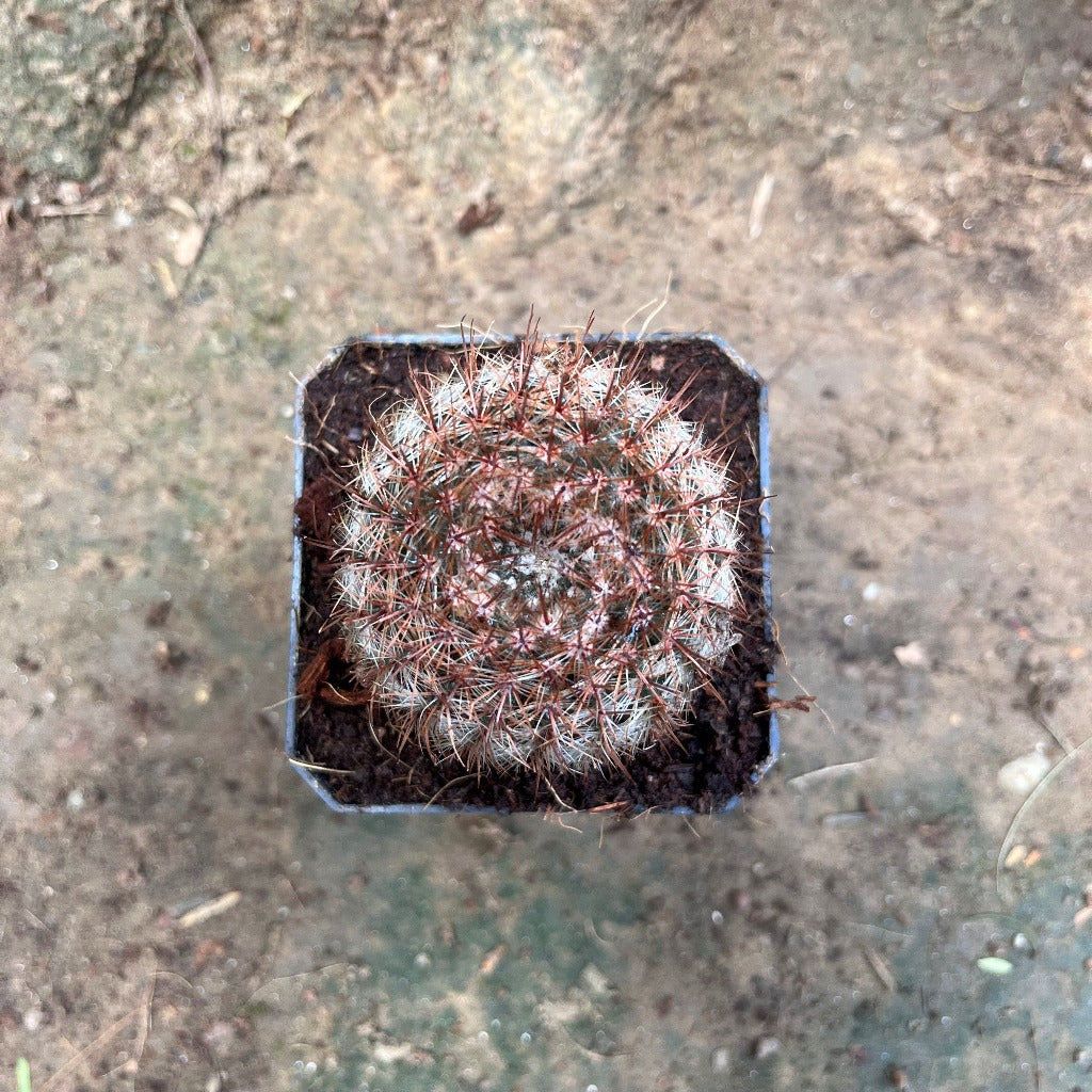 Notocactus Schlosseri Cactus Plant - myBageecha