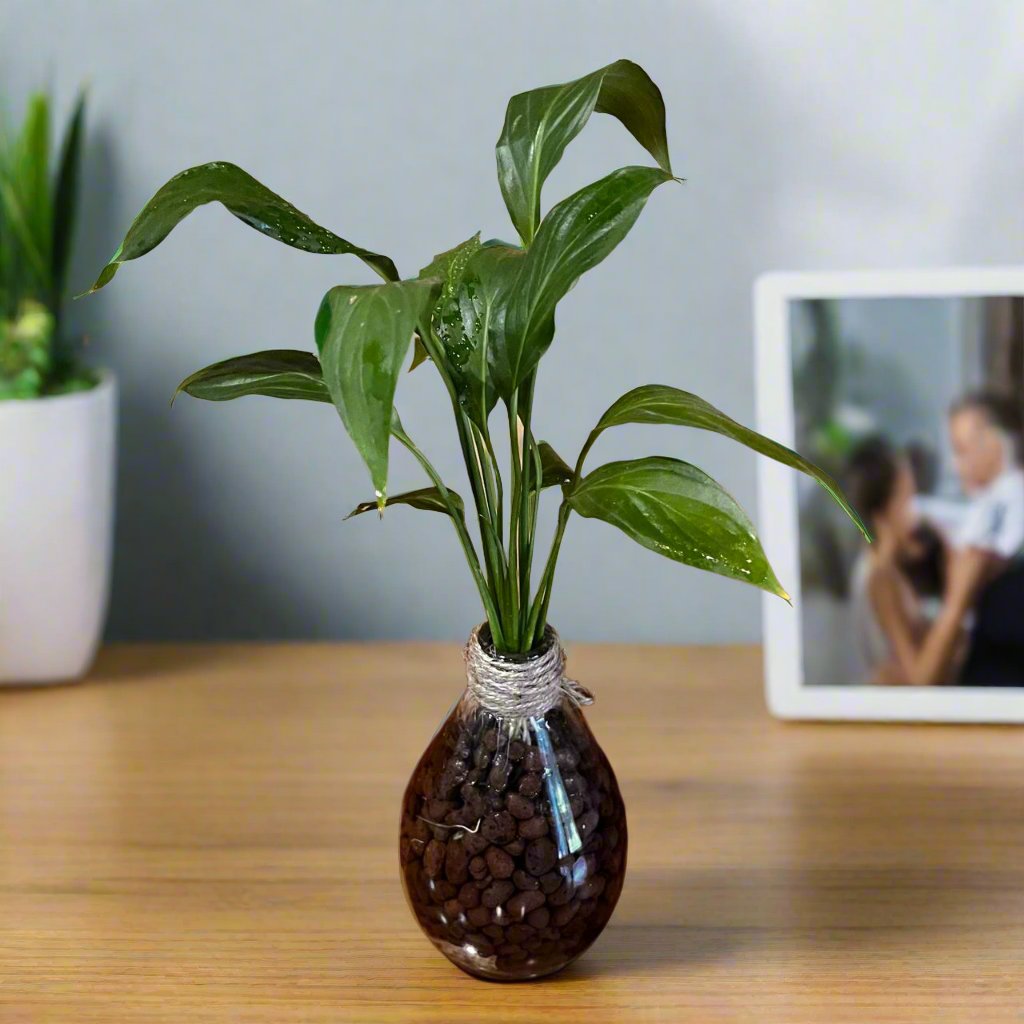 peace lily sugar water Peace Lily 'Petite' Water Terrarium Kit