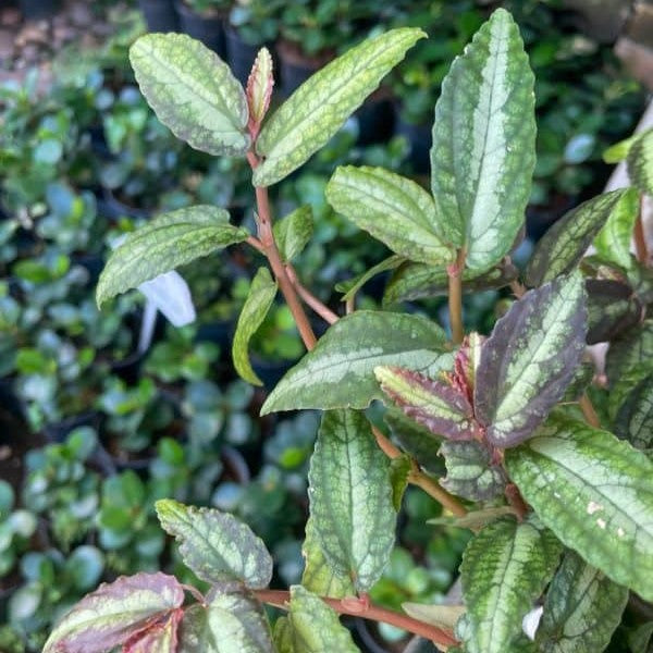 Pellionia repens Plant - myBageecha