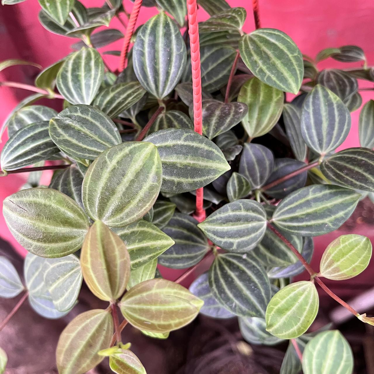 Peperomia 'Angulata' Succulent Plant