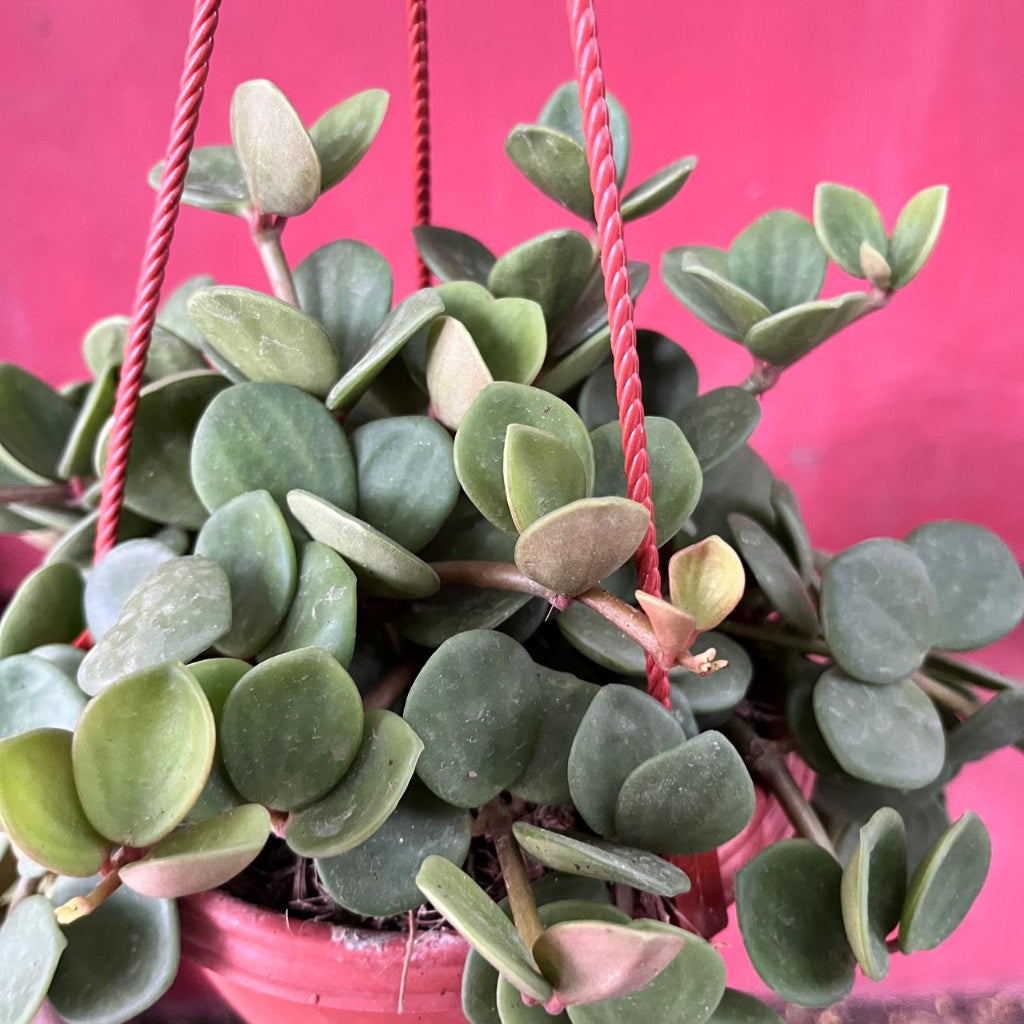 Peperomia tetraphylla ‘Hope’ Succulent Plant-myBageecha