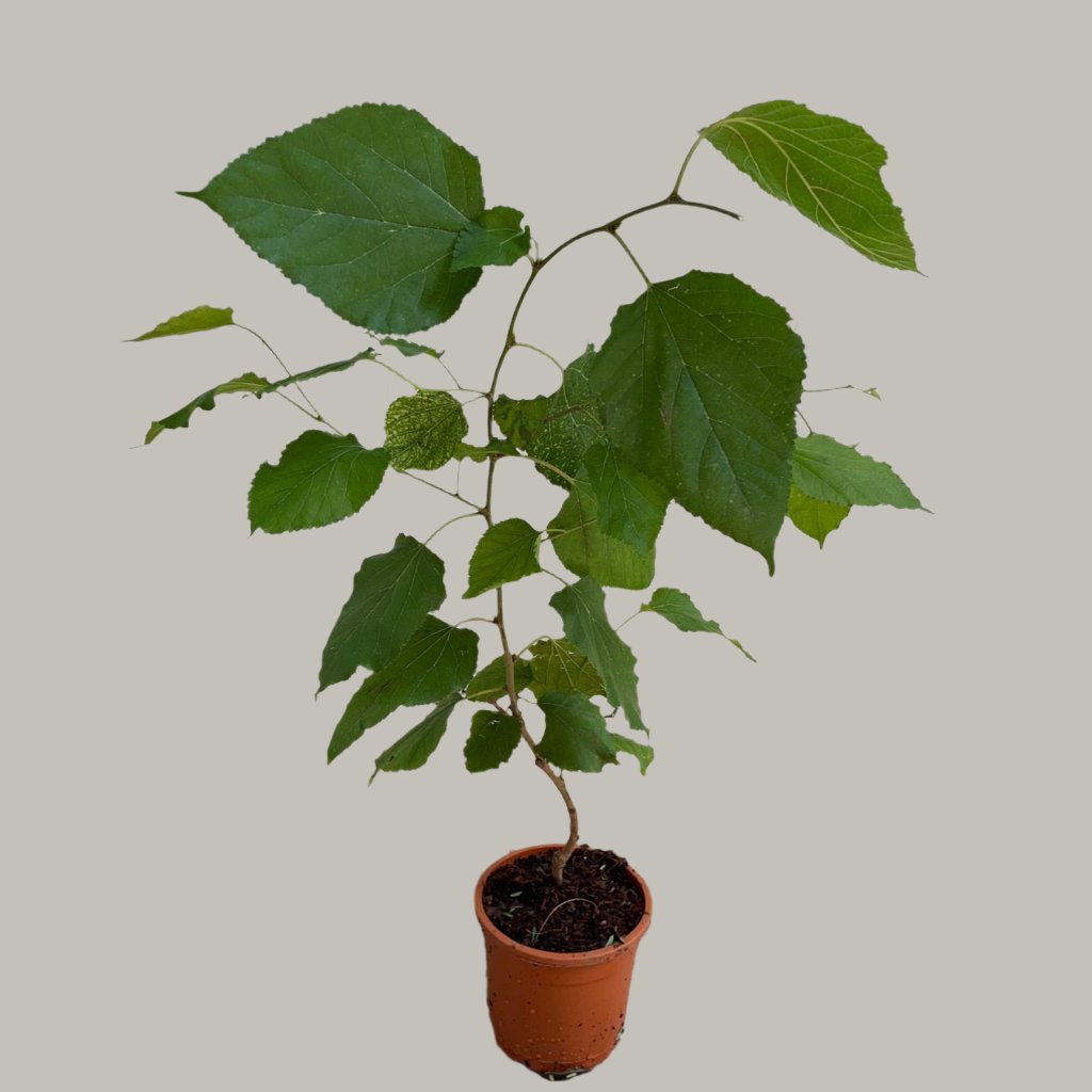 Persian Black Mulberry Plant