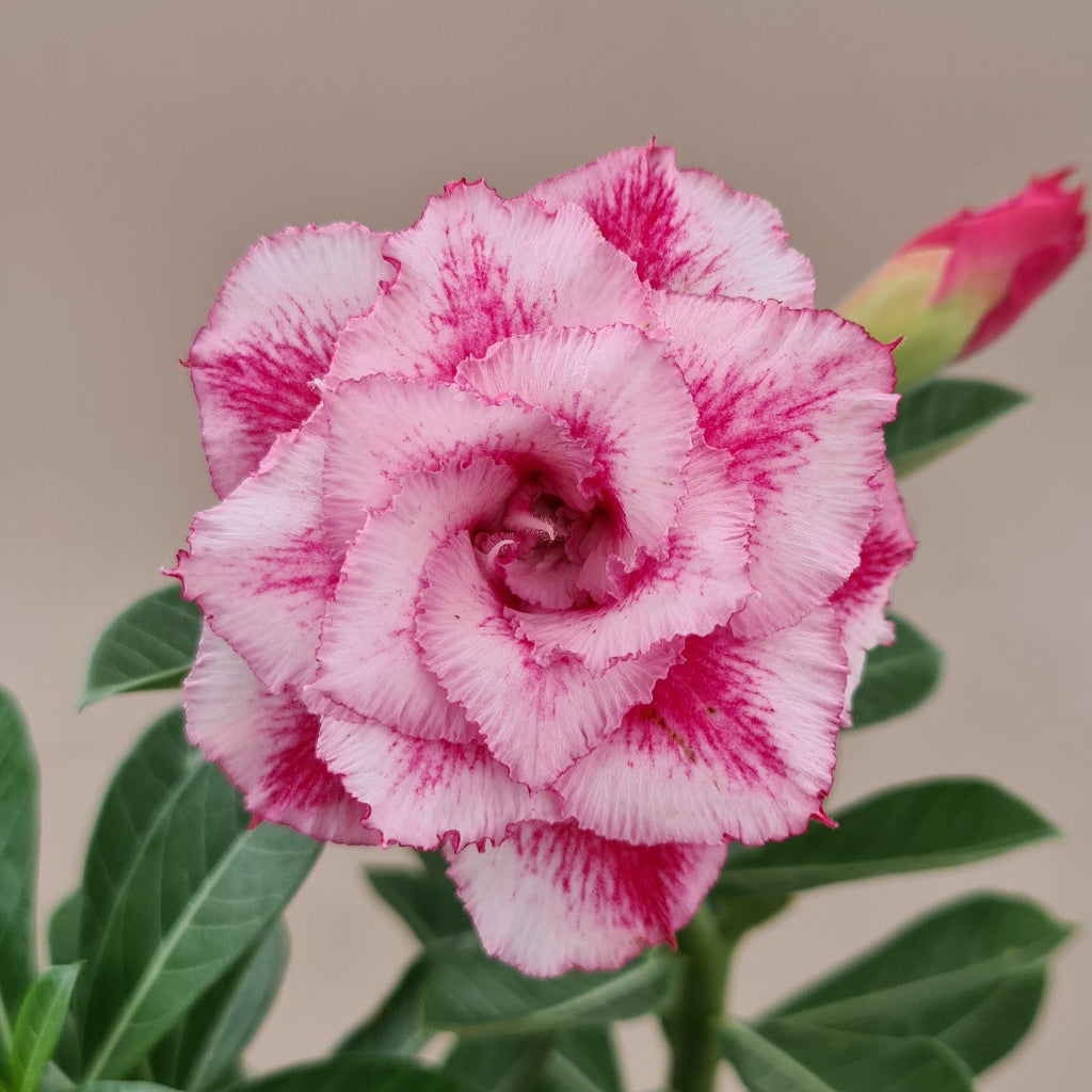 Petal Whisper Adenium plant-myBageecha