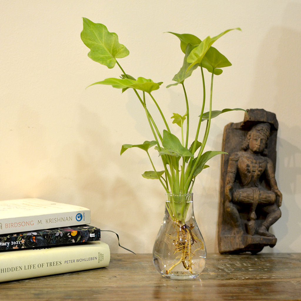 water philodendron Philodendron Lemon Lime Water Terrarium Kit