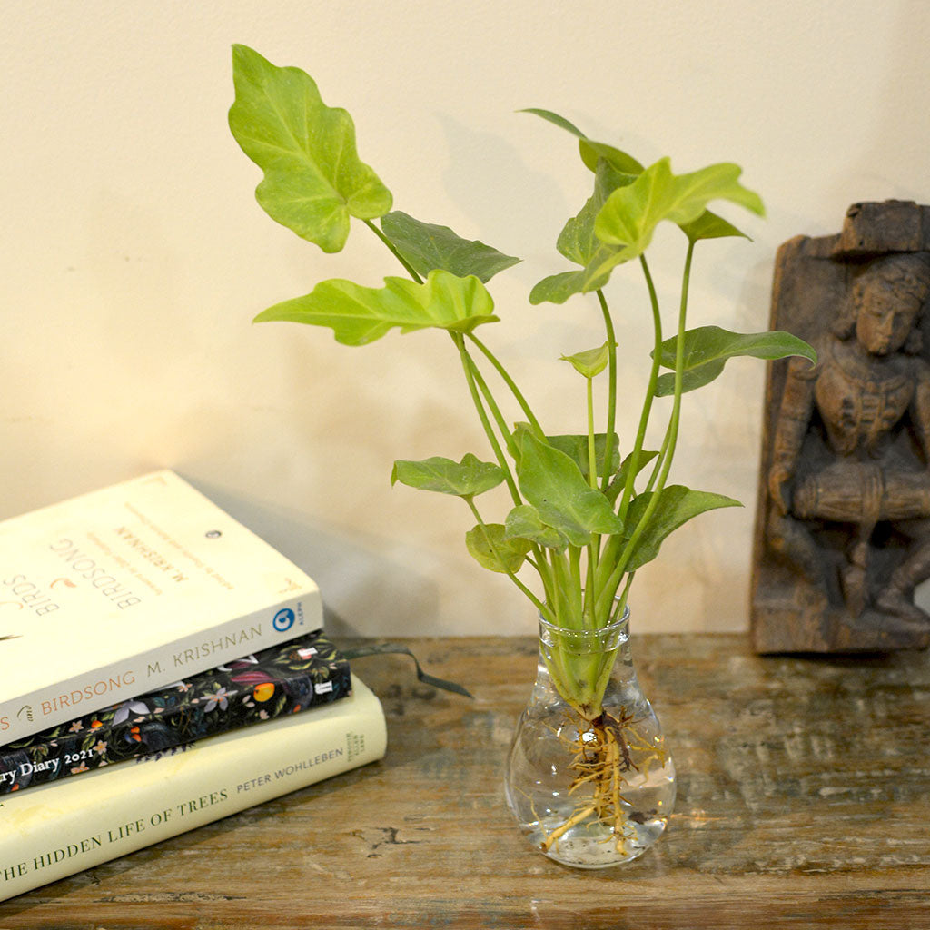 Philodendron Lemon Lime Water Terrarium Kit - myBageecha
