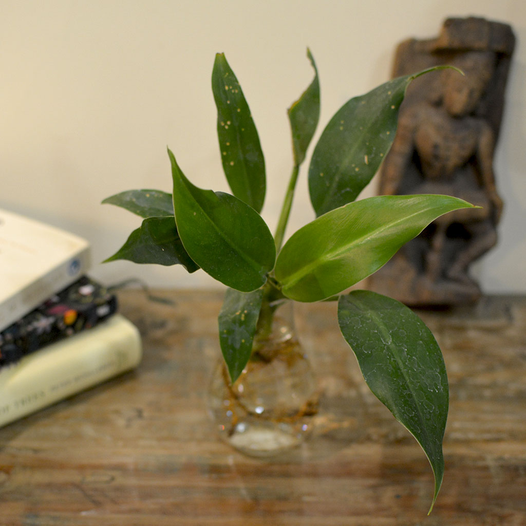 Philodendron Wendlandii Water Terrarium Kit - myBageecha