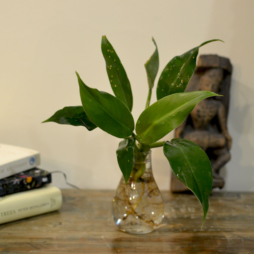philodendron in terrariums Philodendron Wendlandii Water Terrarium Kit for Desks