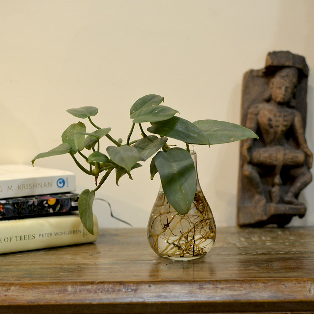 Philodendron Panduriforme Fiddlehead Water Terrarium Kit - myBageecha
