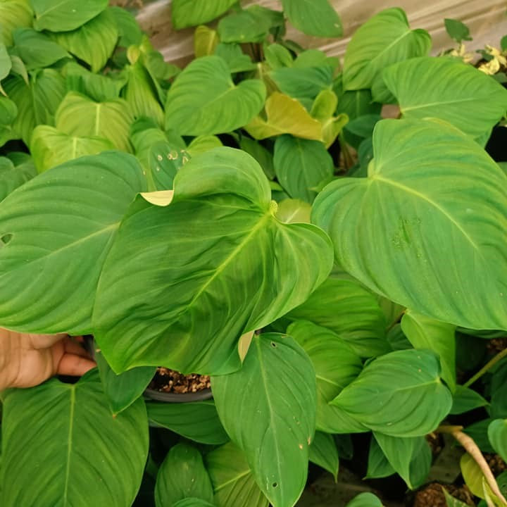 Philodendron Fuzzy Petiole-myBageecha