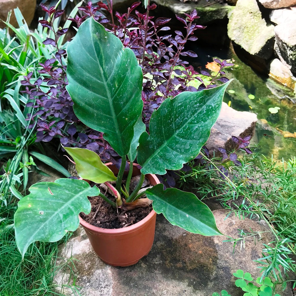 Philodendron Pluto Plant with compact clustered green foliage - myBageecha