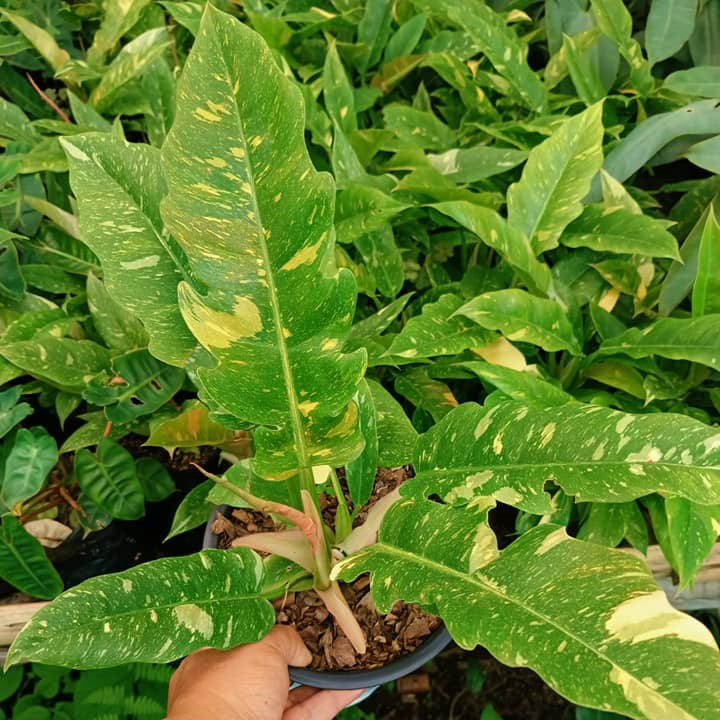 Ring of Fire Philodendron showing variegated yellow-orange-green foliage.