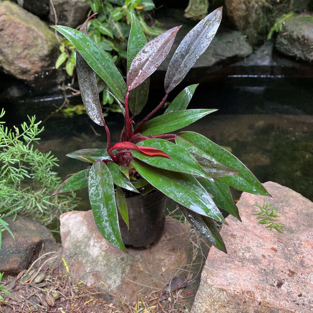 Philodendron Red Emerald Plant - myBageecha
