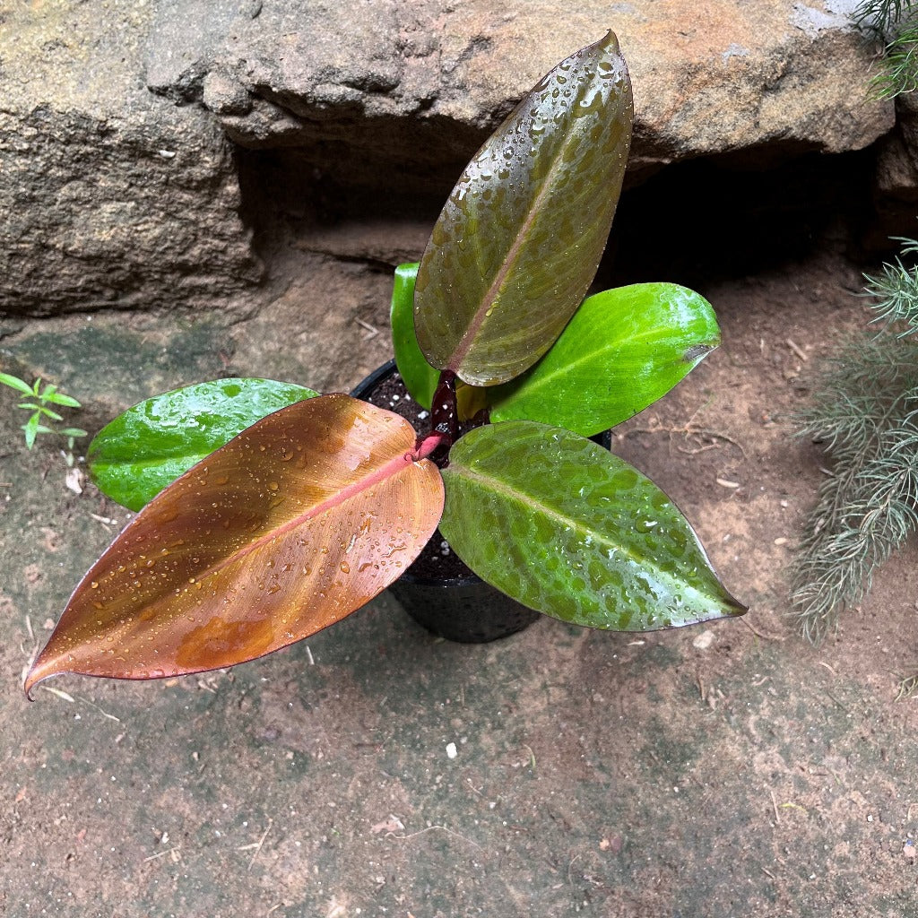 Philodendron Prince of Orange Plant - myBageecha