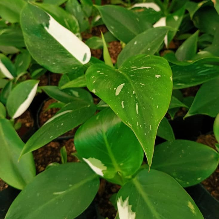 Philodendron White Princess Plant