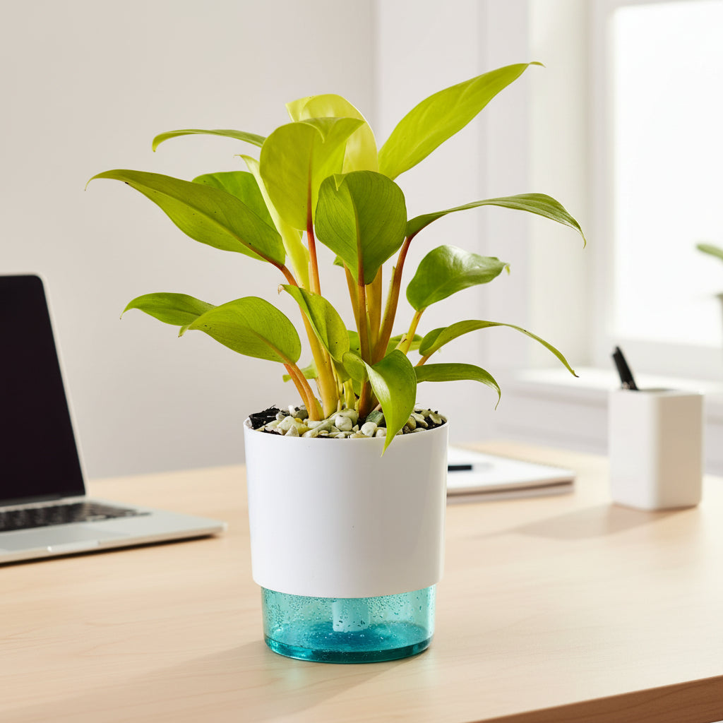 Philodendron Ceylon with Self Watering Pot -myBageecha