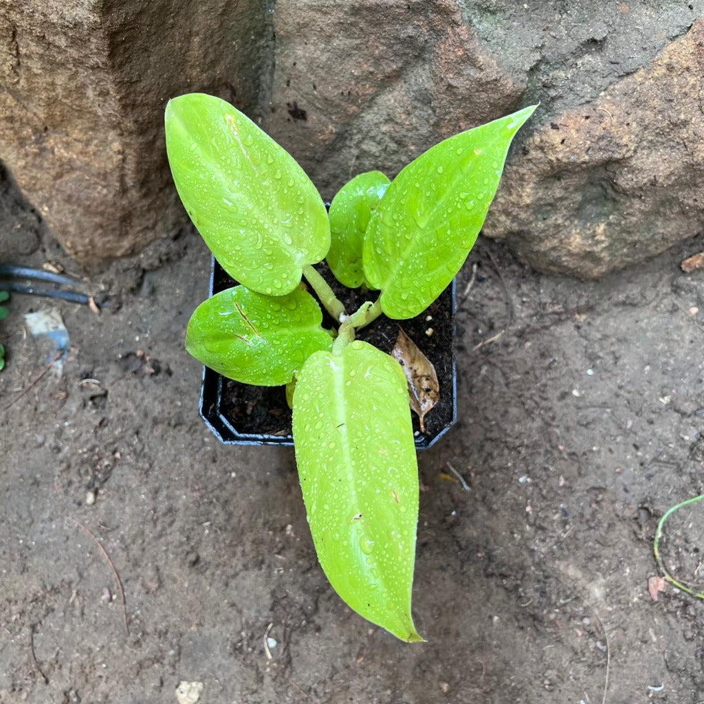 Golden Melinonii Philodendron showing shiny golden-green foliage-myBageecha