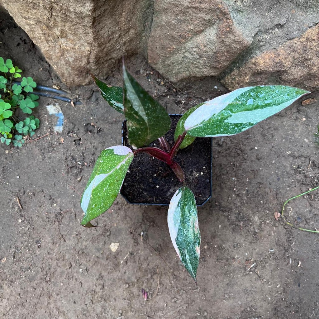 Philodendron 'Pink Princess'-myBageecha