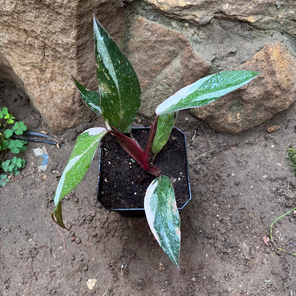 Philodendron 'Pink Princess'-myBageecha