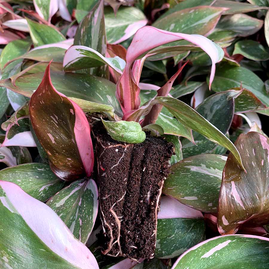 Philodendron 'Pink Princess' Plant-myBageecha