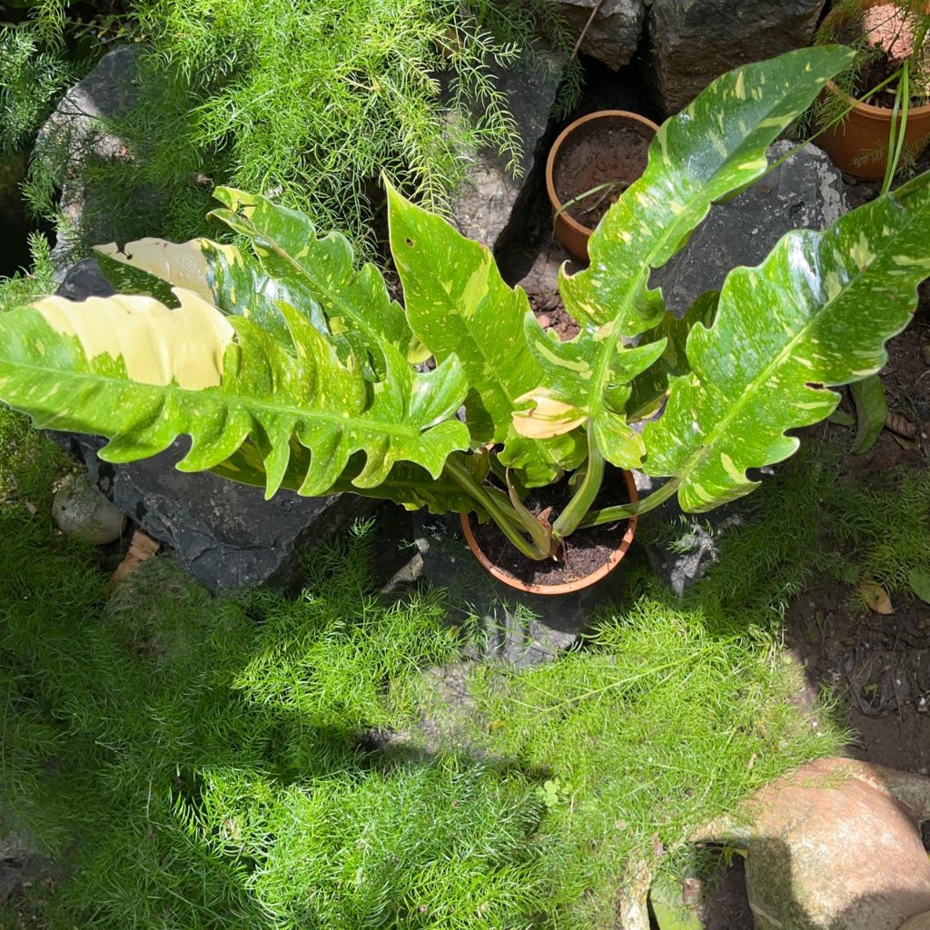 Philodendron Ring of Fire Variegated Plant with multicolored serrated leave