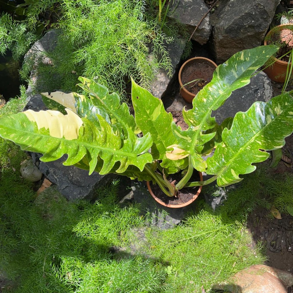 Ring of Fire Philodendron showing variegated foliage