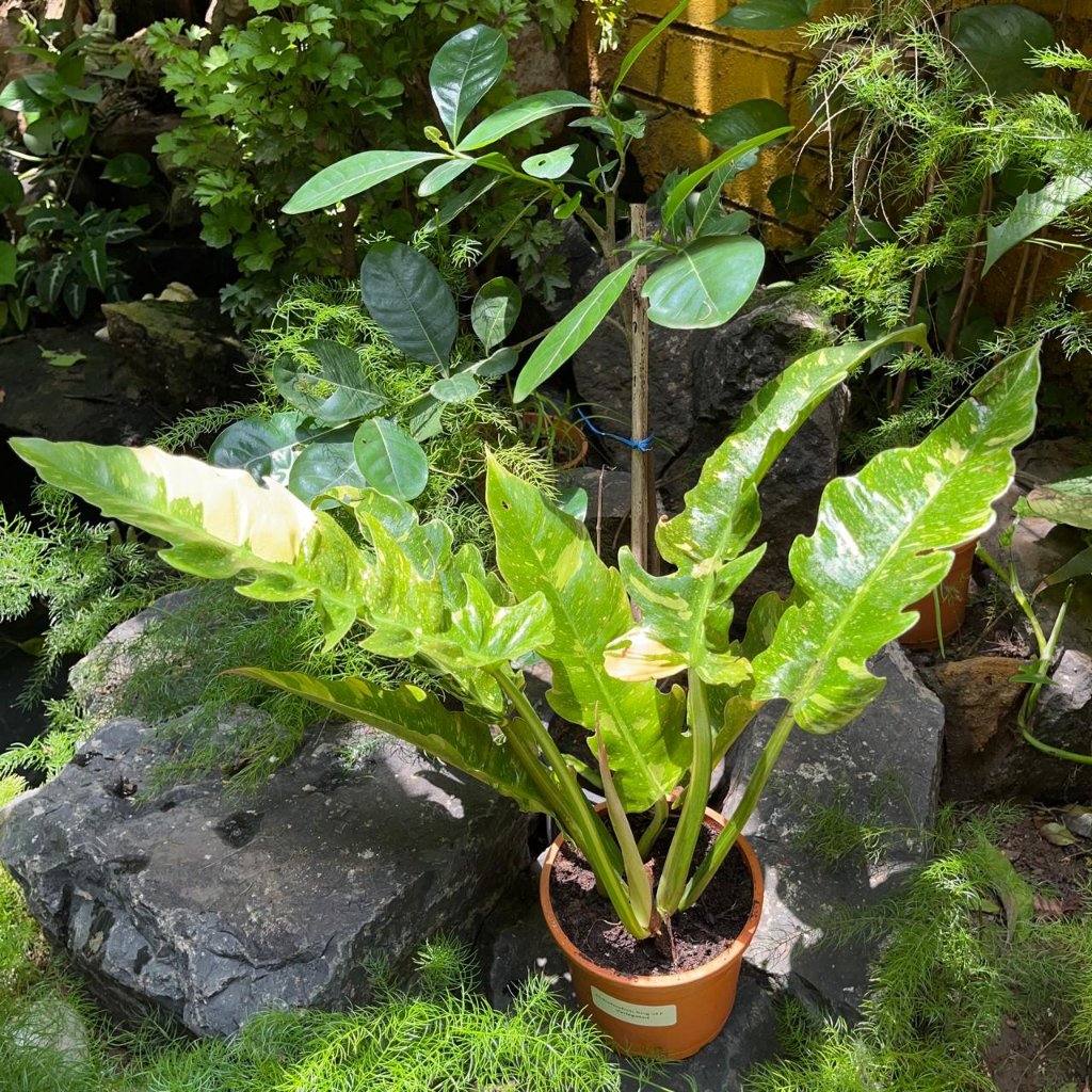 Philodendron Ring of Fire Variegated Plant with multicolored serrated leaves.