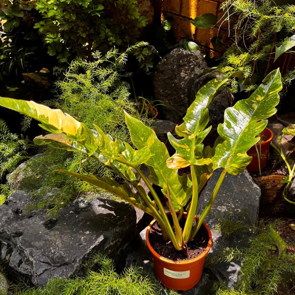 Ring of Fire Philodendron showing yellow-orange-green foliage