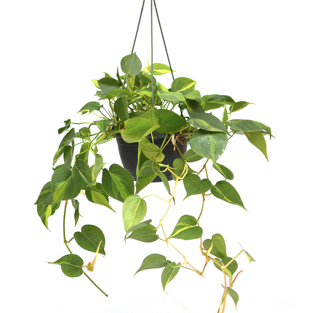 Philodendron Scandens Variegata with yellow-striped heart-shaped trailing leaves- myBageecha