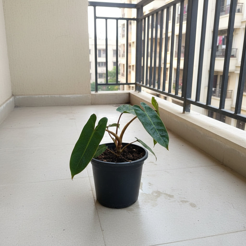 Philodendron billietiae-myBageecha