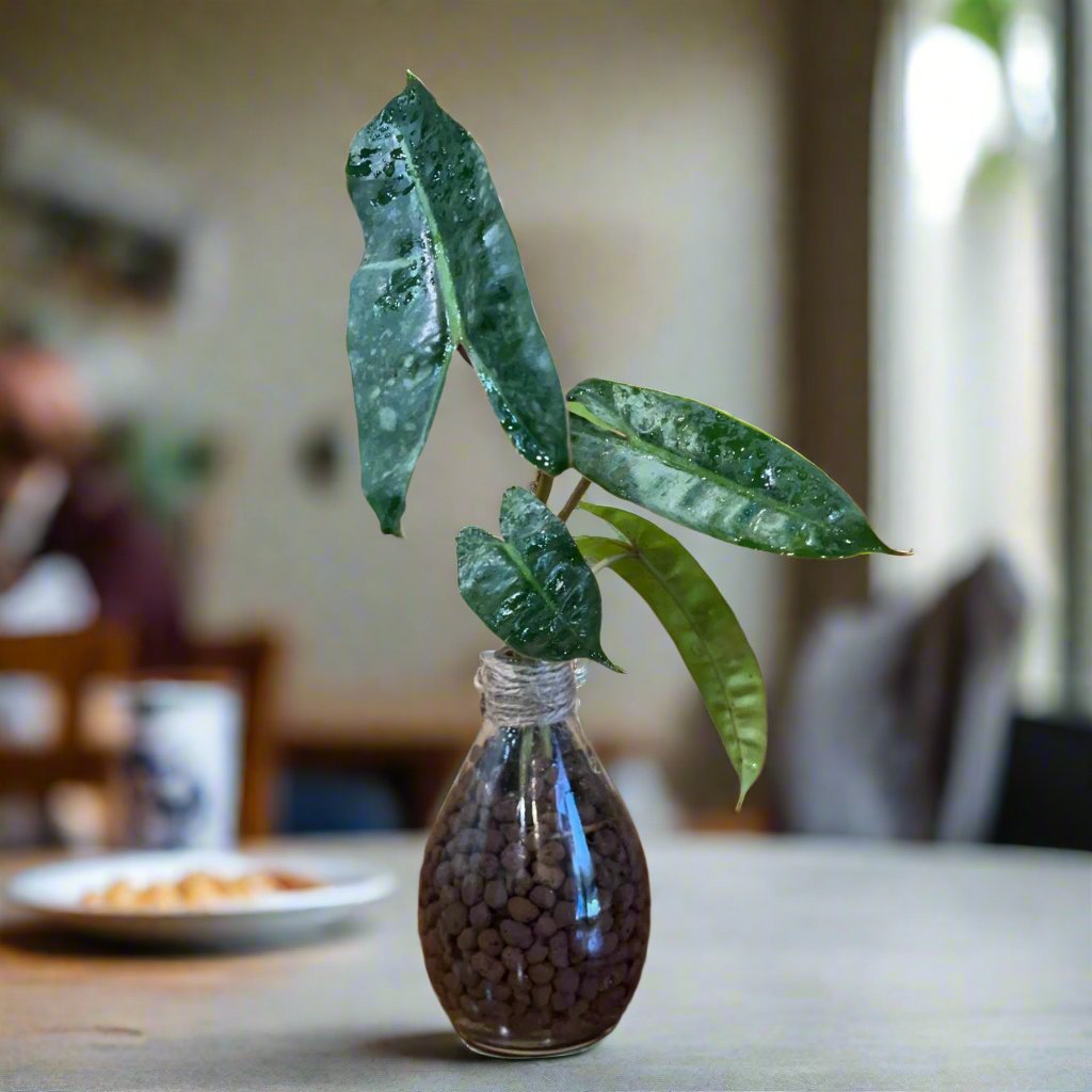 philodendron in terrariums Philodendron 'Billietiae' Water Terrarium Kit