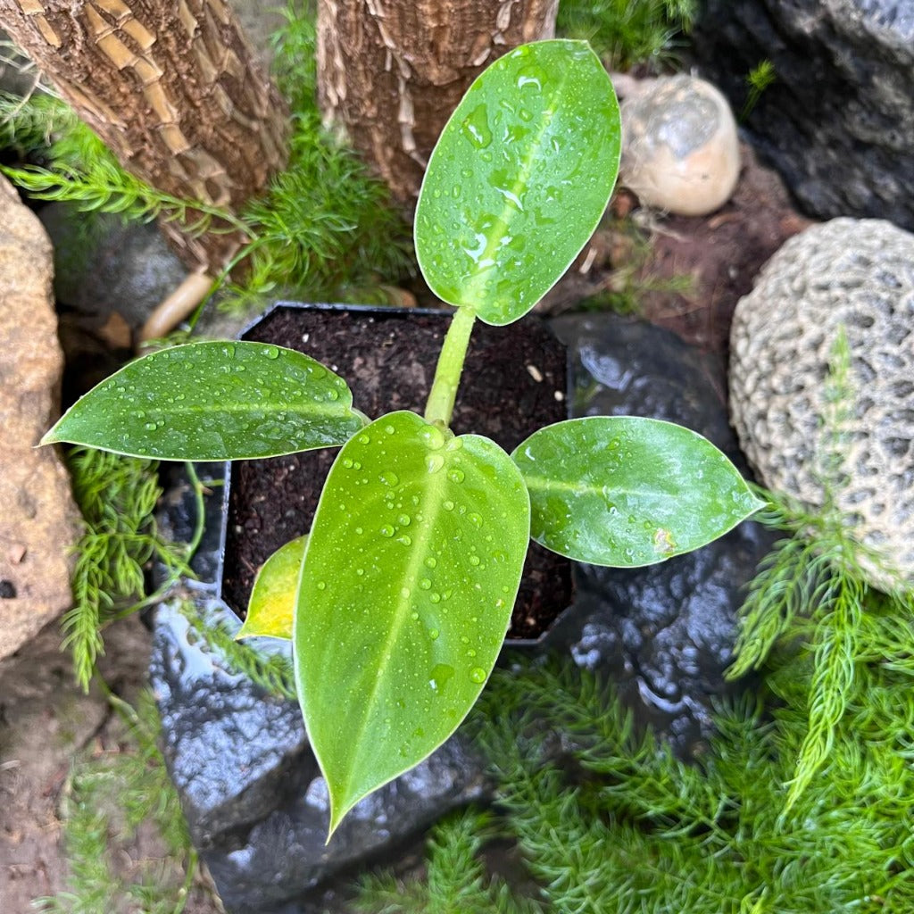 Large-leaved Philodendron Giganteum in tropical setting