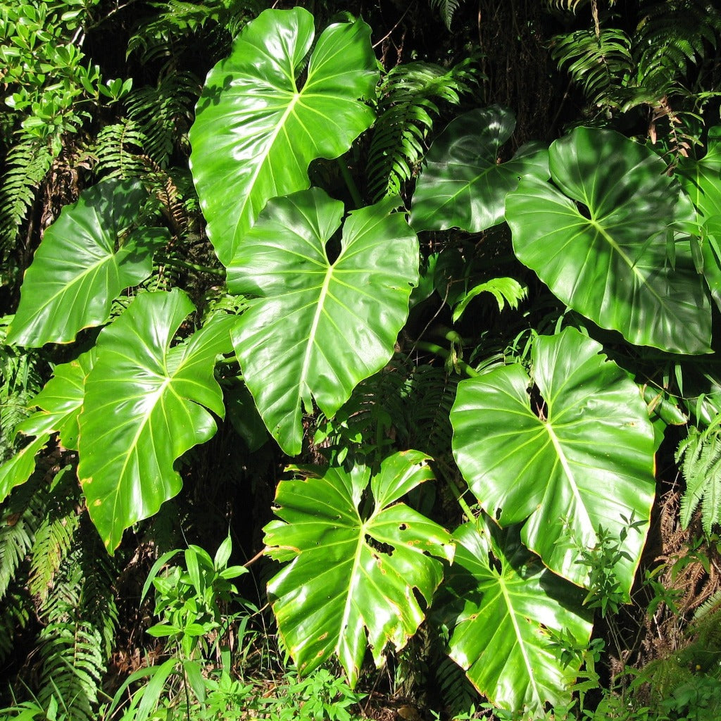 Philodendron Giganteum Plant with huge glossy green leaves.