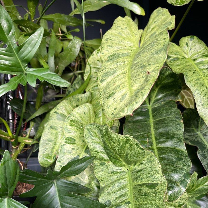 Philodendron Paraiso Verde Plant-myBageecha