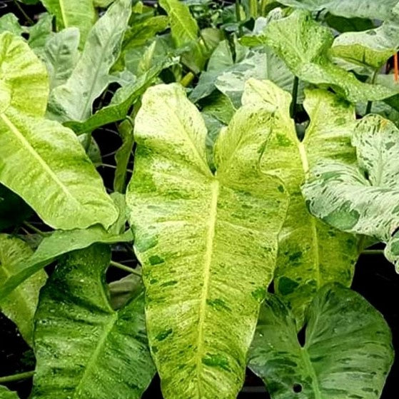 Philodendron Paraiso Verde Plant-myBageecha