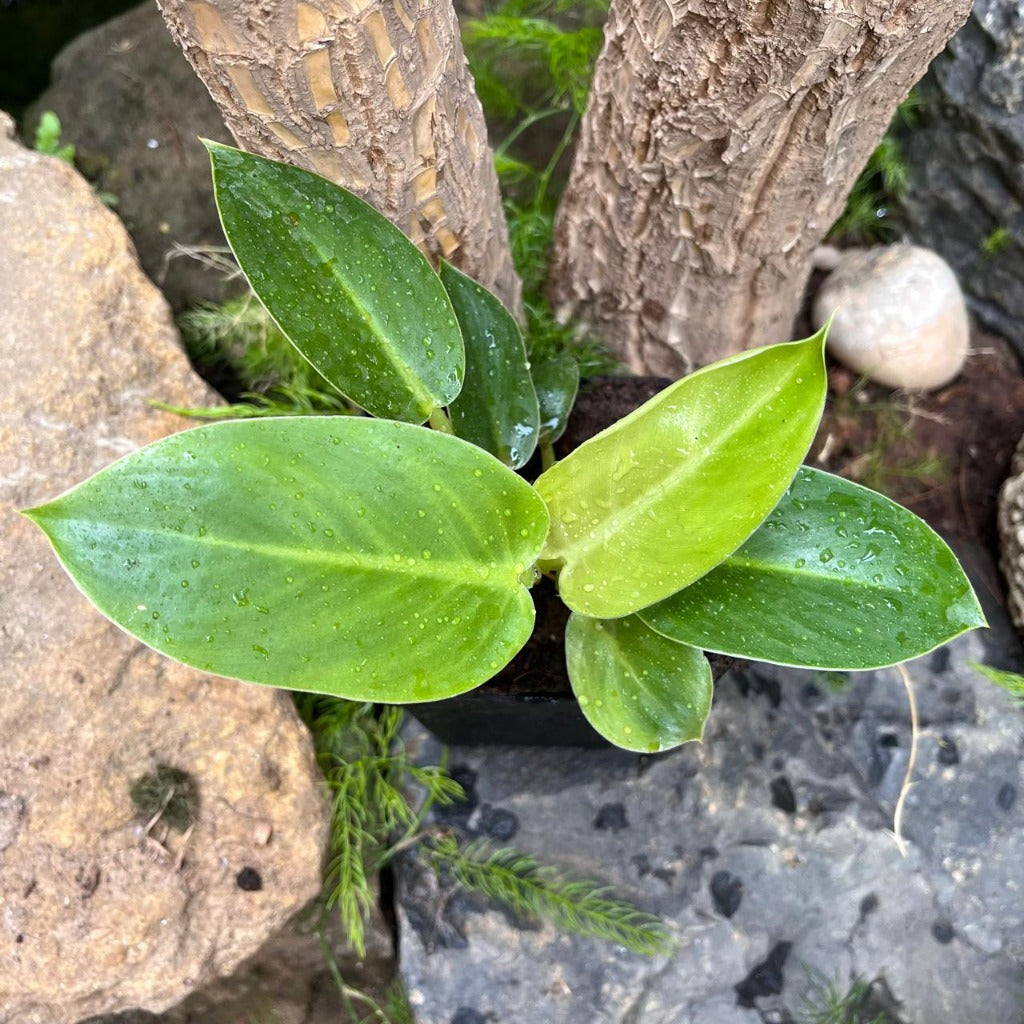 Philodendron ruaysap-myBageecha