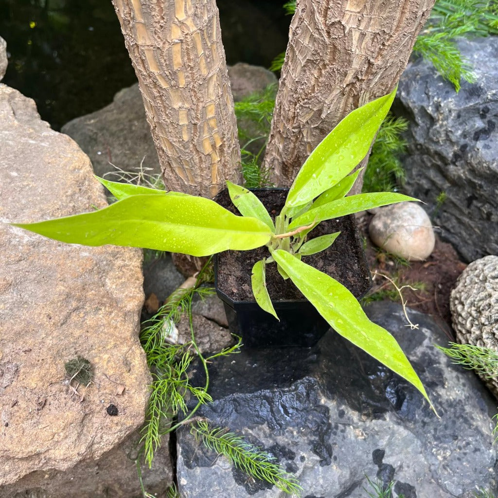 Philodendrum Golden Saw-myBageecha