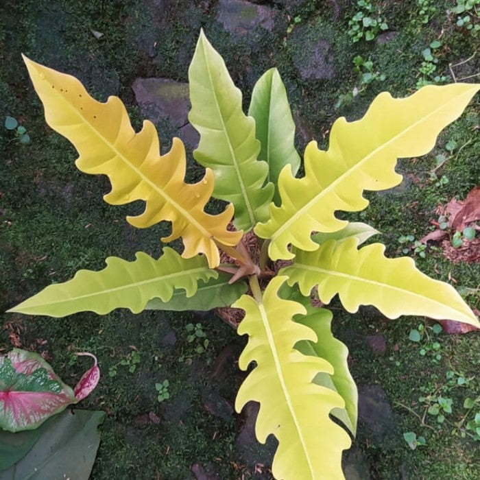 Philodendrum Golden Saw Plant