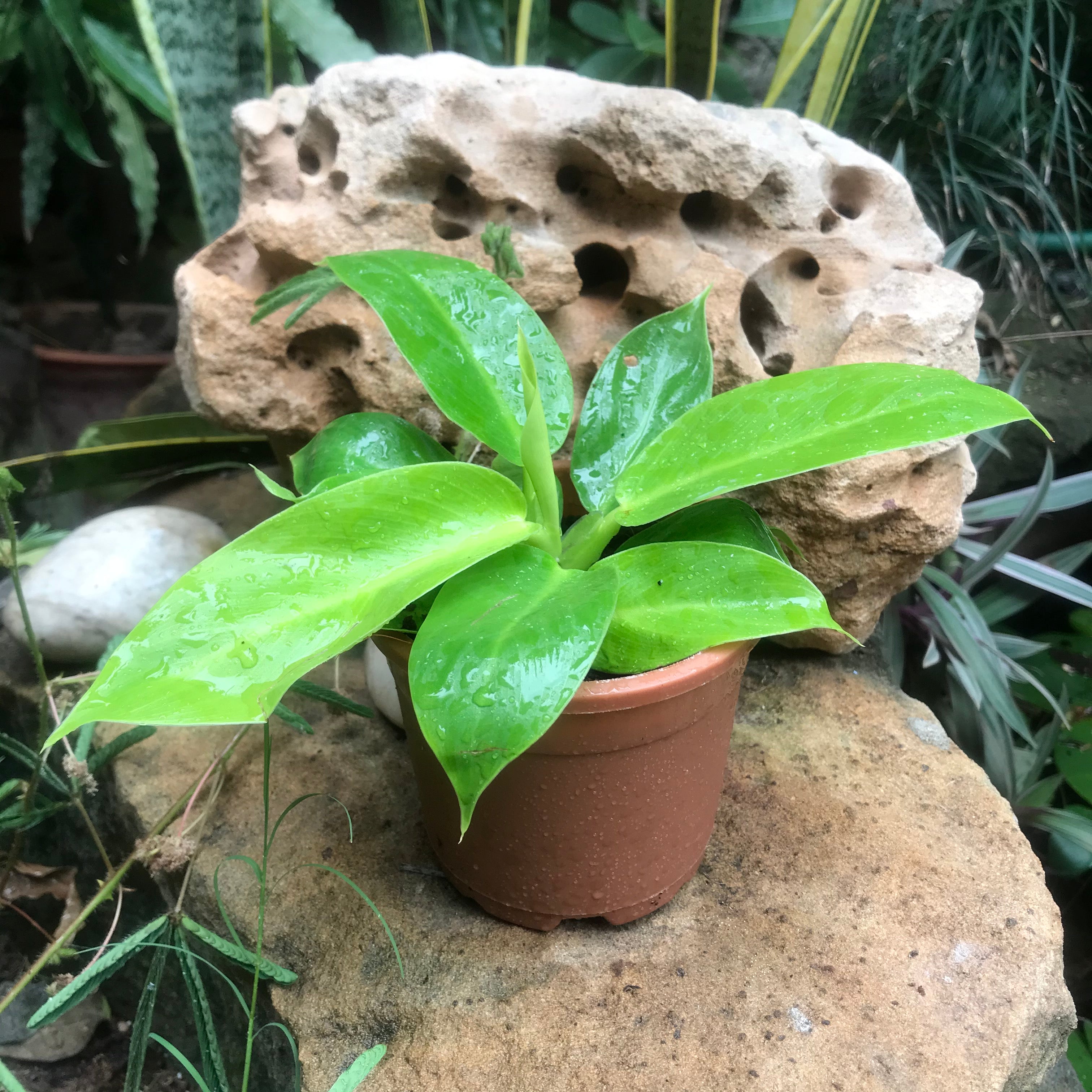 Philodendron Moonshine – Rare cultivar with pale lime-green foliage and elegant upright growth - myBageecha