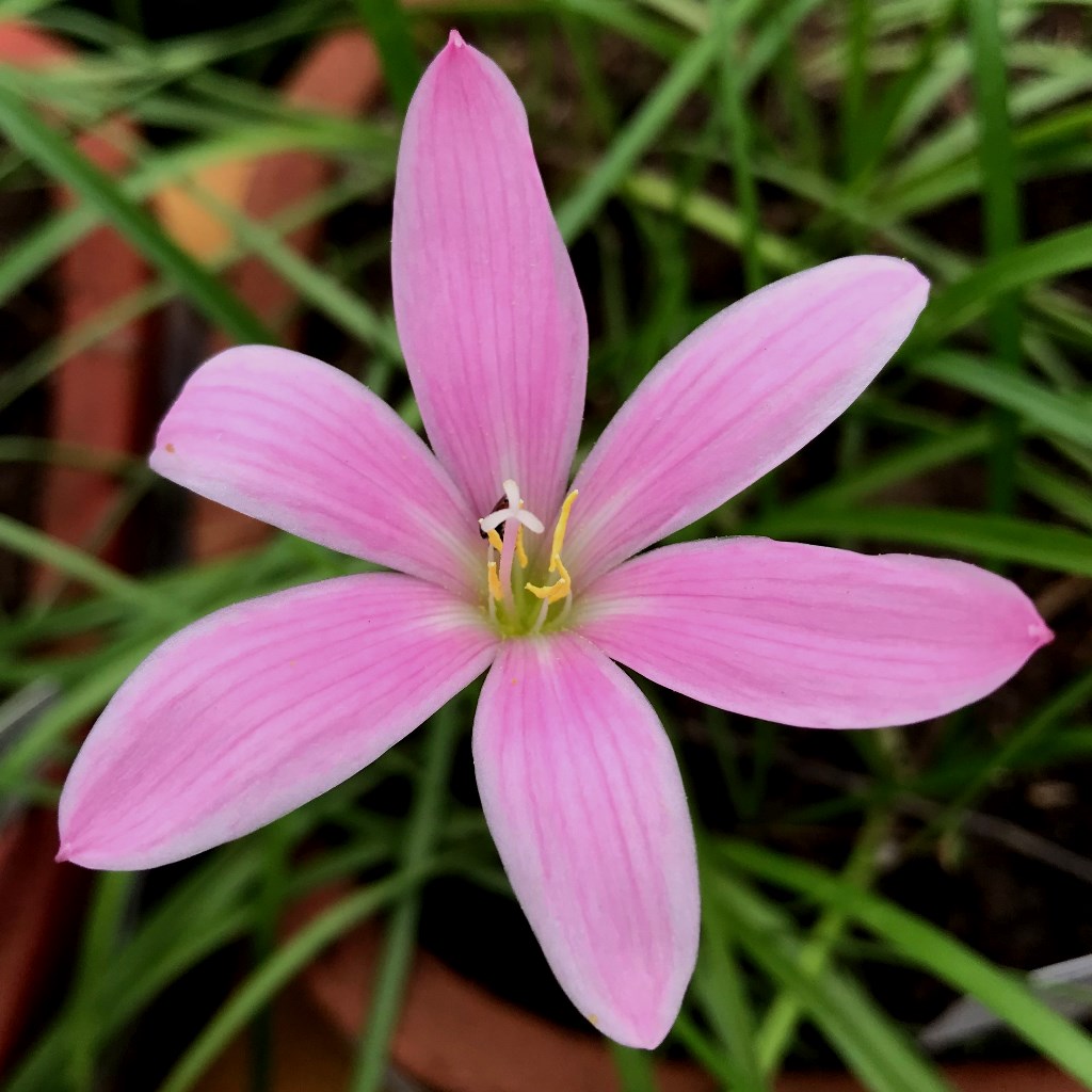 Rain Lily 'Pim Chompoo' (Bulbs)