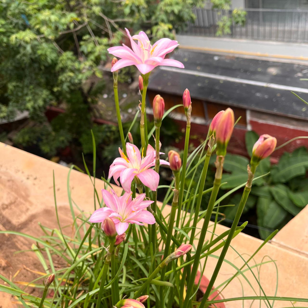 Rain Lily 'Pink Butterfly' blooming in a potted plant on a balcony, with green leaves and buds against a blurred outdoor background.