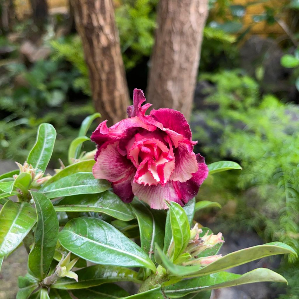 Pink Blush Adenium-myBageecha